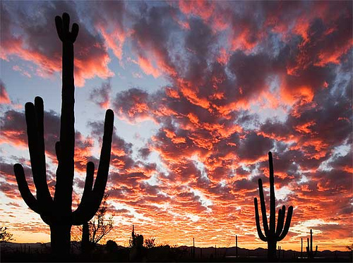 sunset saguaros Weather Arizona